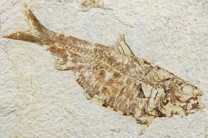 Fossil Fish (Knightia) - Green River Formation #233103